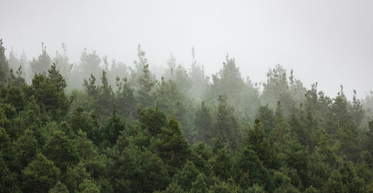 Embedded Insurance: When a “Natural Add-On” Isn’t So Organic